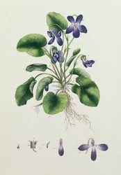 Violetas, página de un Álbum de Estudios Botánicos c.1830
